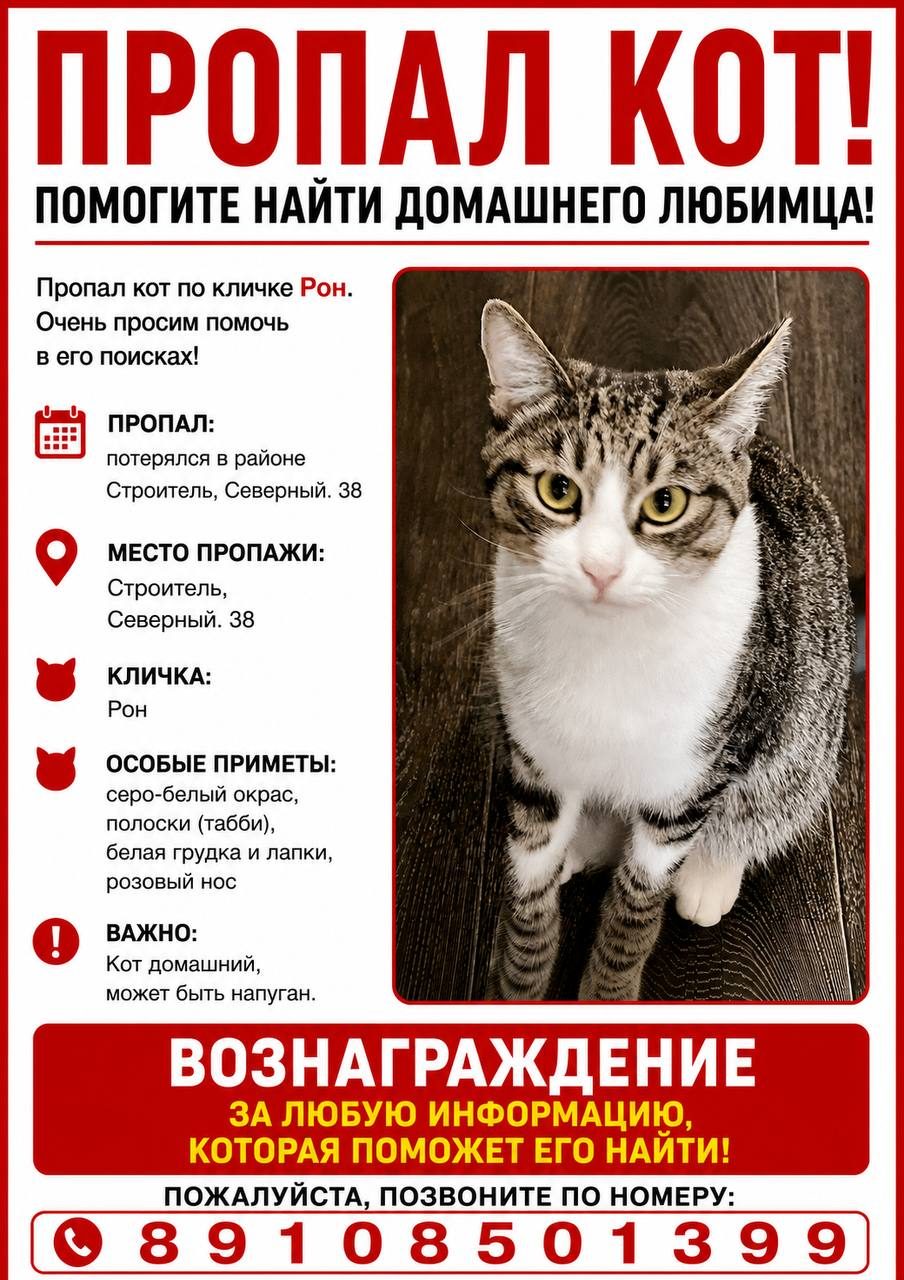 Пропала кошка в Тамбове — фото объявления