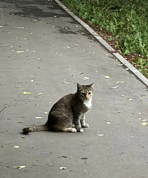 Найдена кошка в Коломне — фото объявления