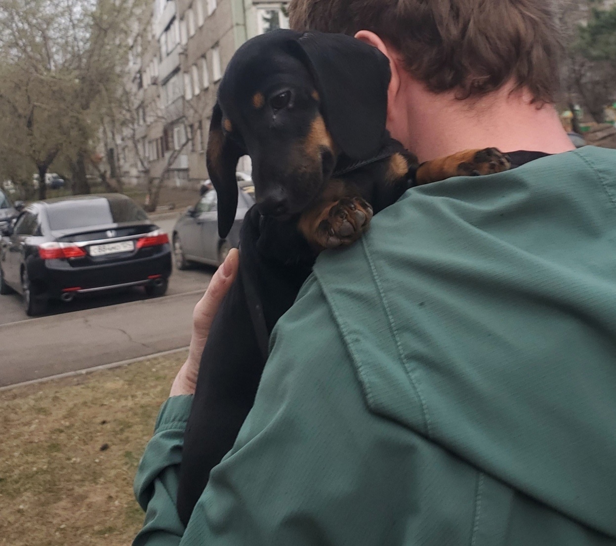 Найдена собака в Красноярске — фото объявления