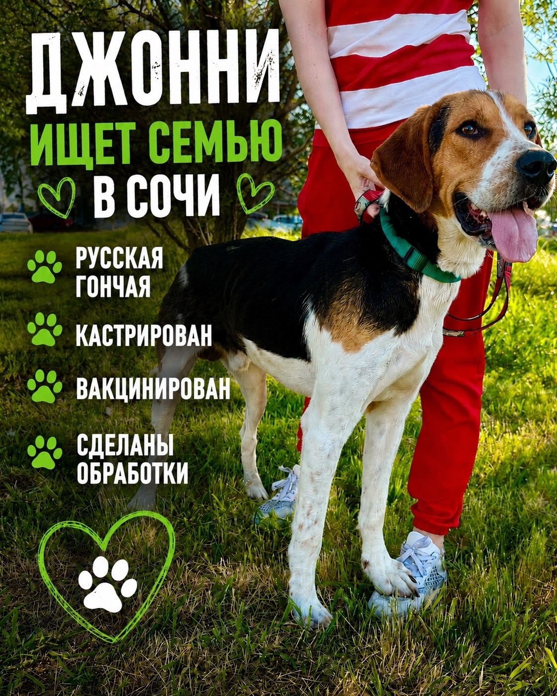 Найдена собака в Сочи — фото объявления