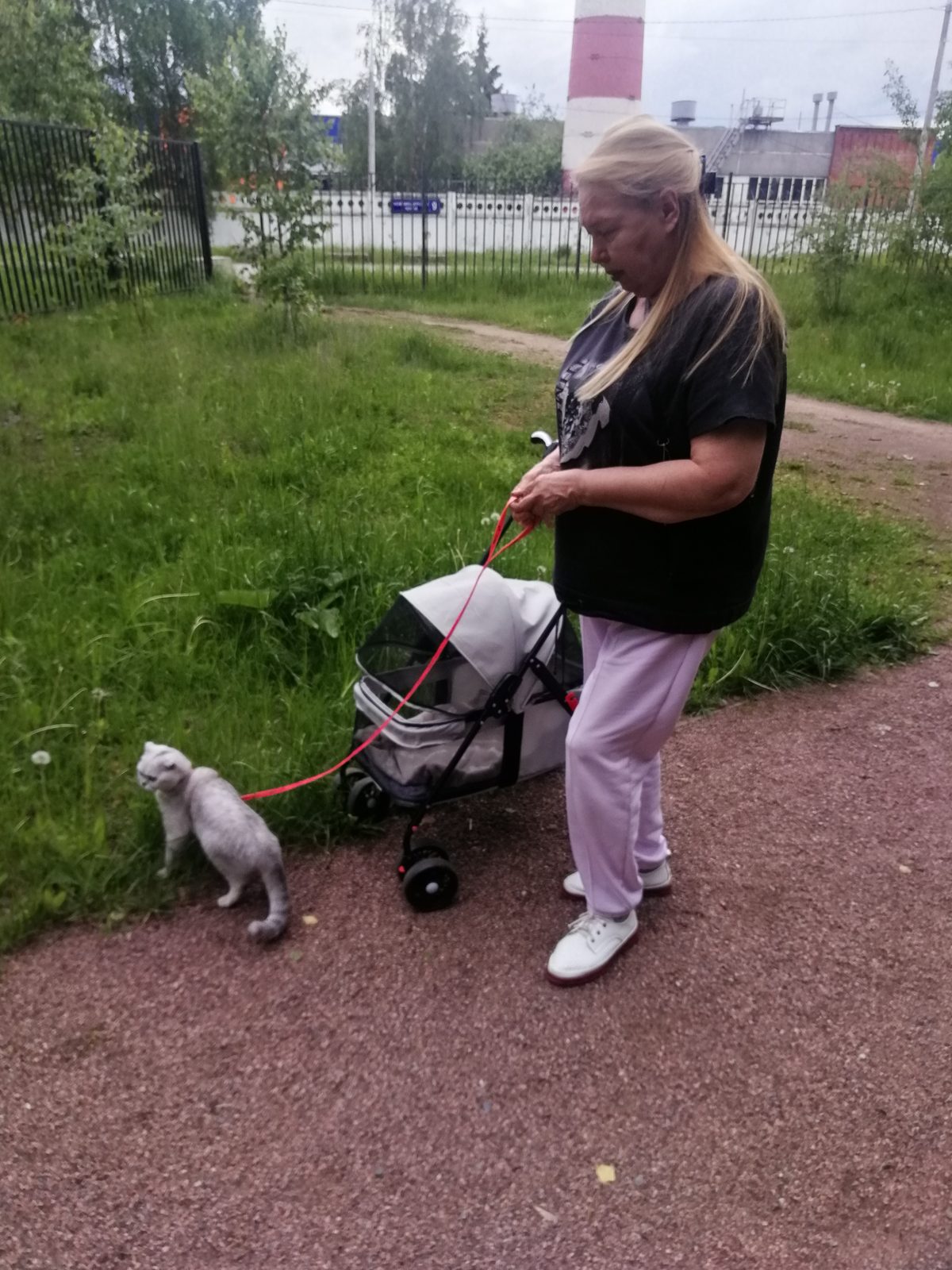 Пропала кошка в Москве — фото объявления