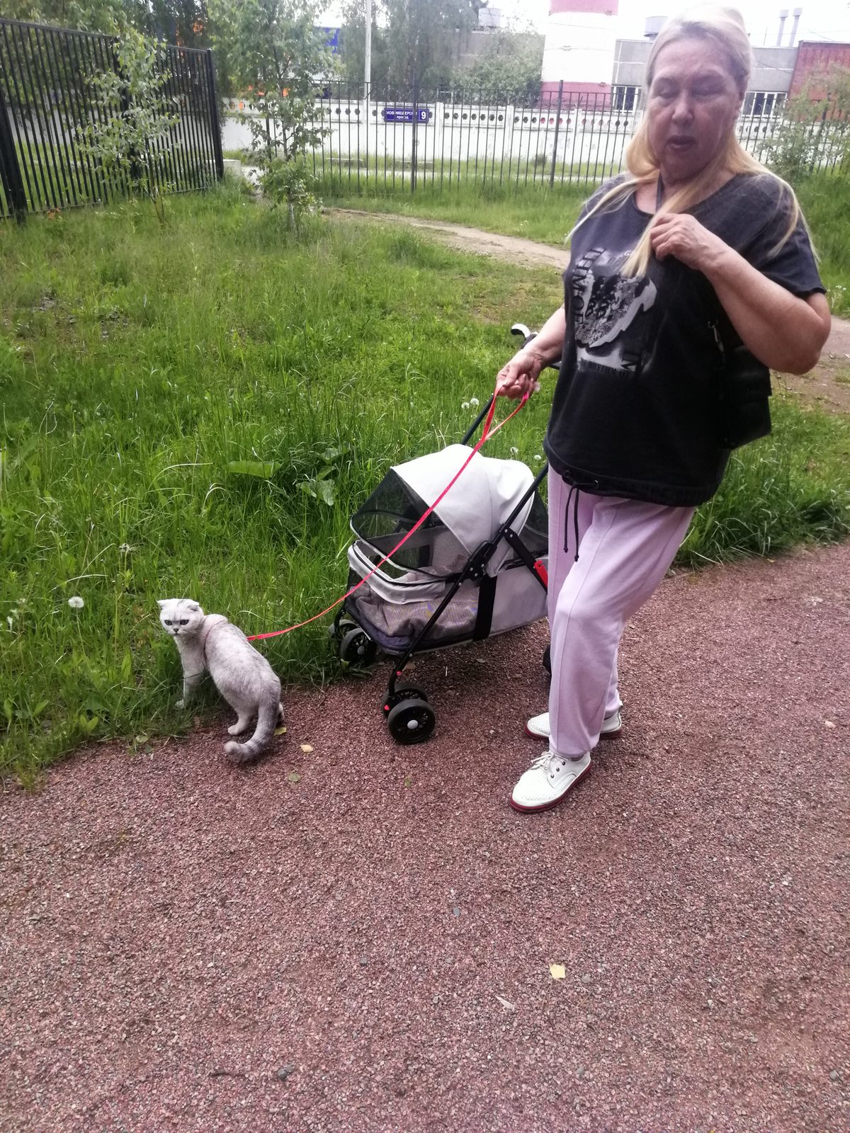 Пропала кошка в Москве — фото объявления
