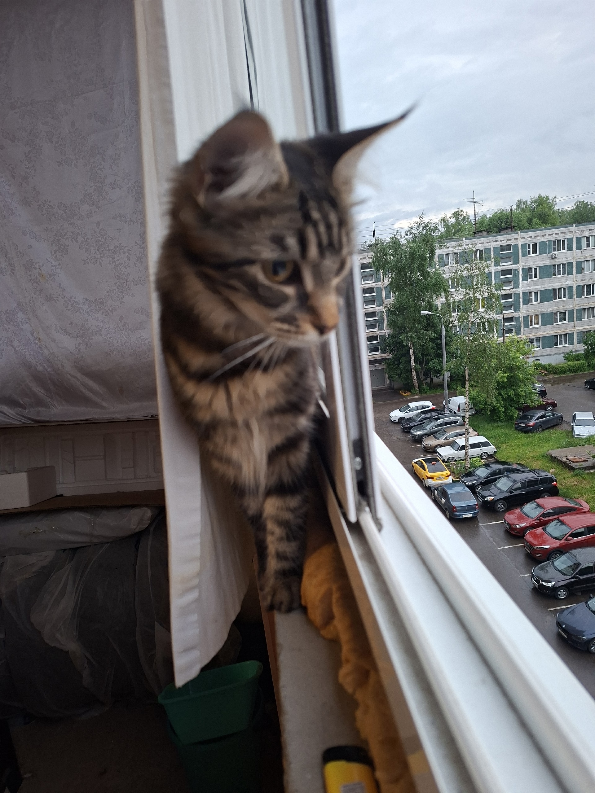 Найдена кошка в Лобне — фото объявления