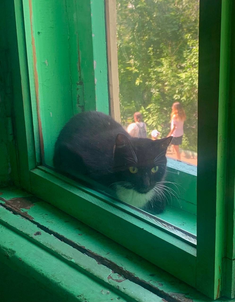 Найдена кошка в Красноярске — фото объявления