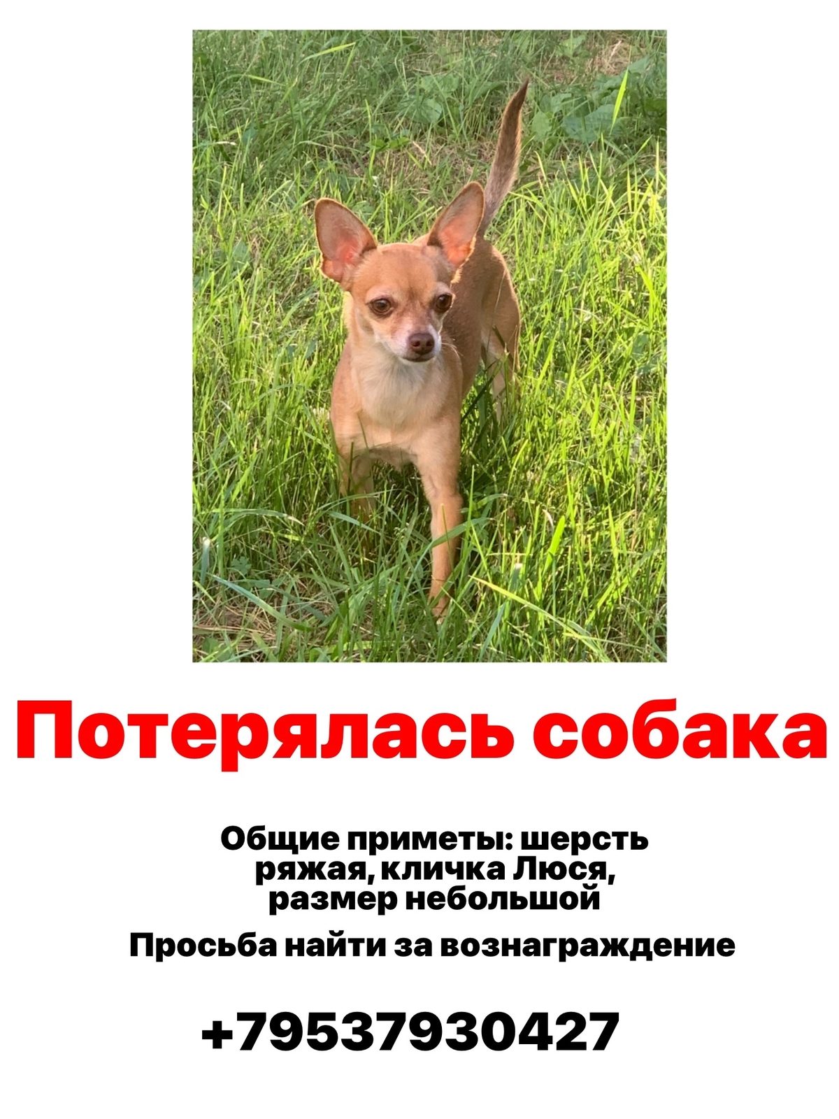 Пропала собака в Новосибирске — фото объявления