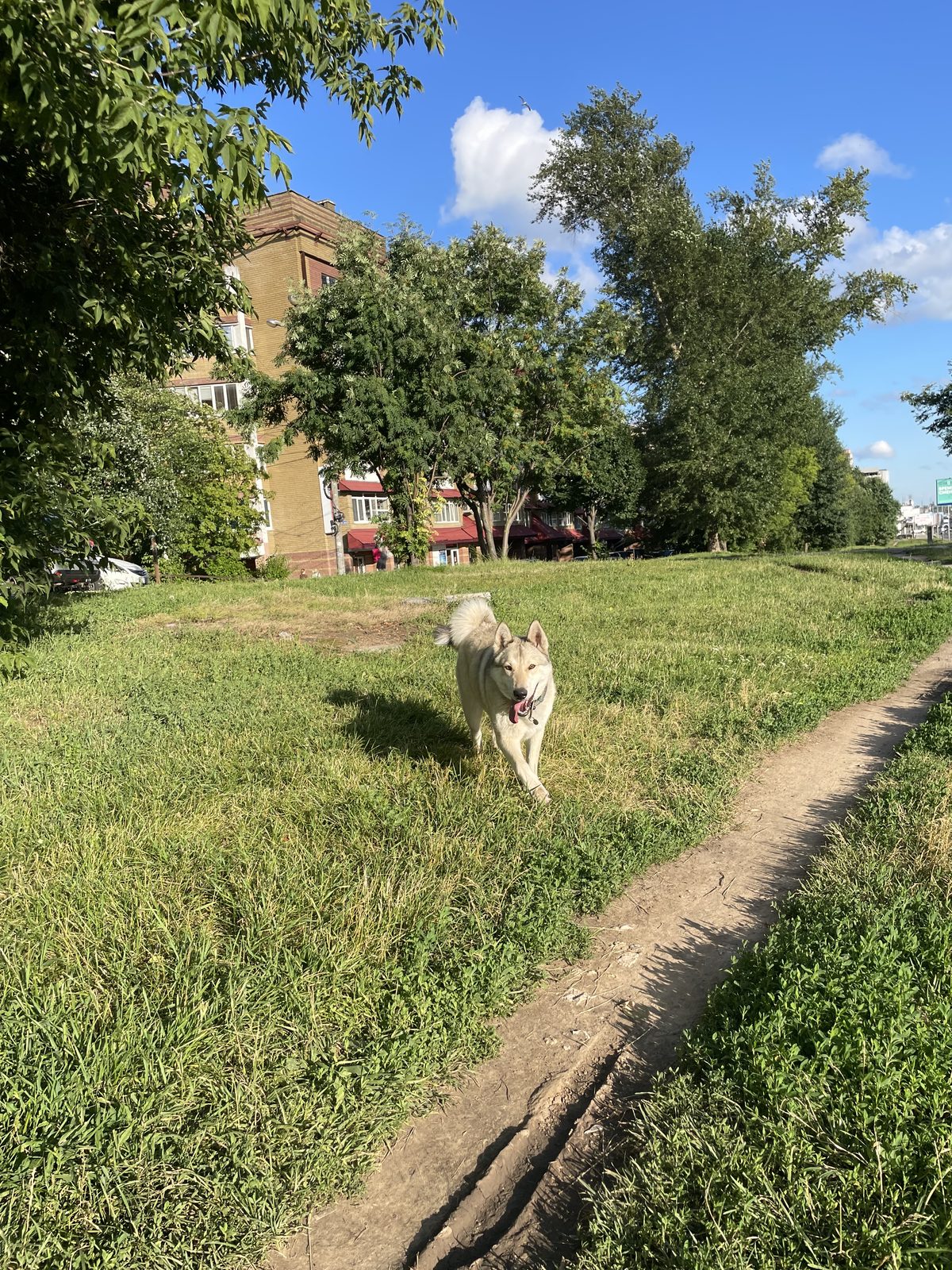 Найдена собака в Нижнем Новгороде — фото объявления