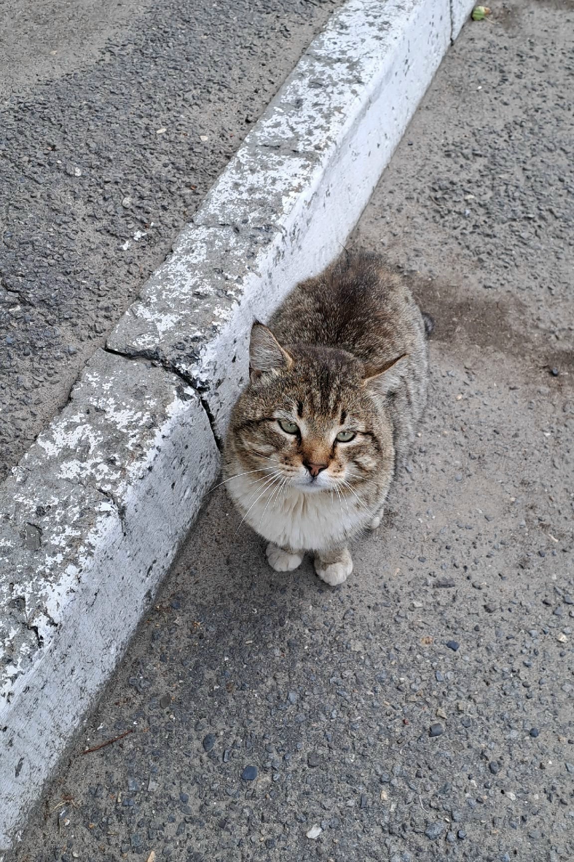 Найдена кошка в Вологде — фото объявления