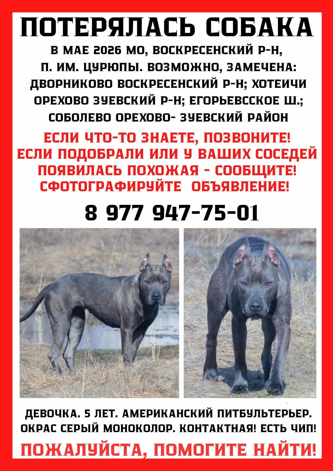 Найдена собака в Егорьевске — фото объявления