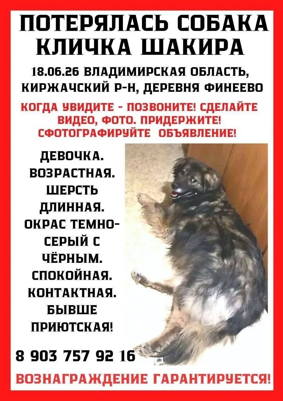 Найдена собака в Солнечногорске — фото объявления