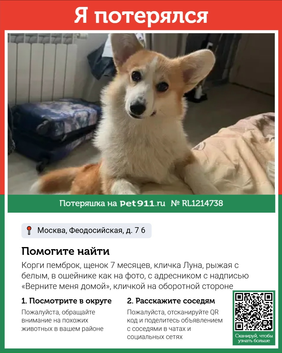 Найдена собака в Ейске — фото объявления