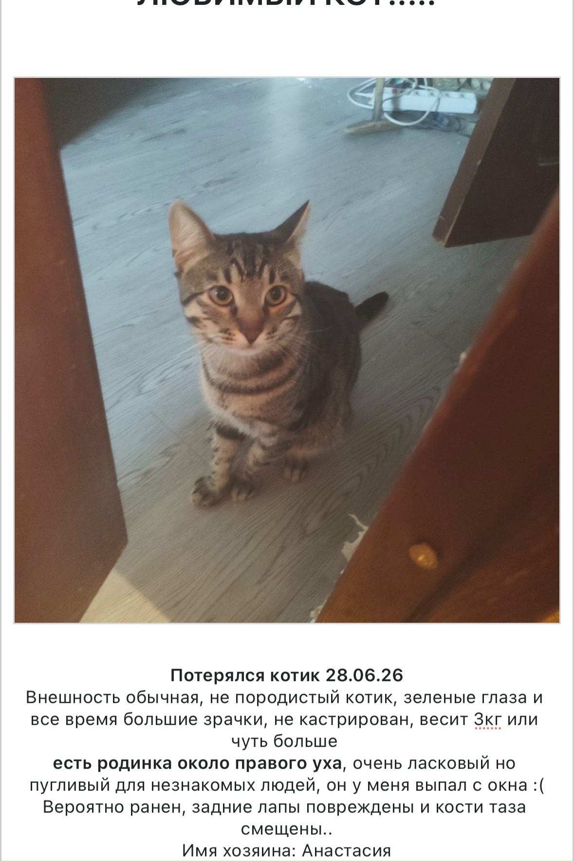 Найдена собака в Химках — фото объявления
