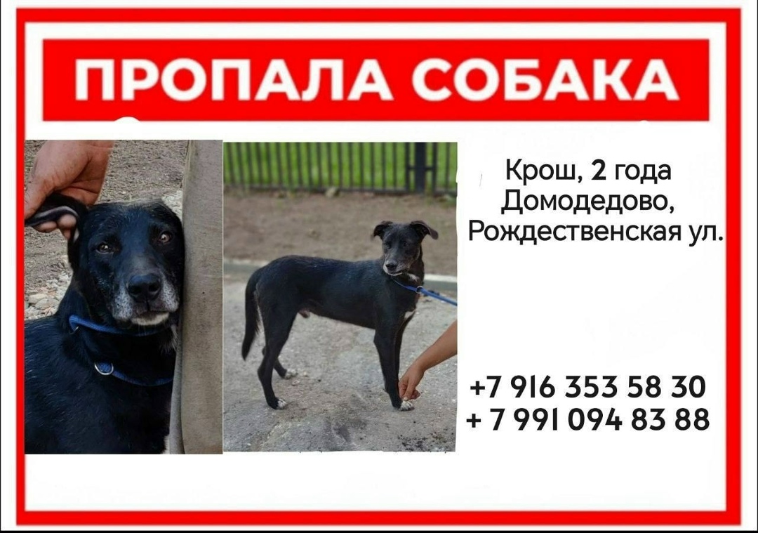 Пропала собака в Видном — фото объявления