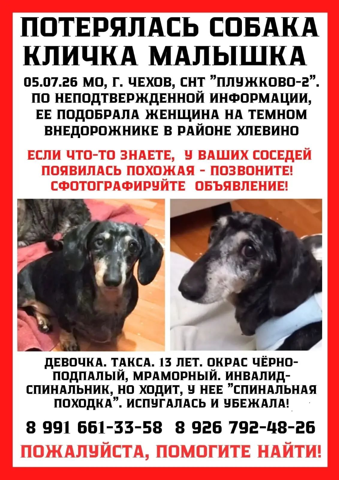 Пропала собака в Чехове — фото объявления