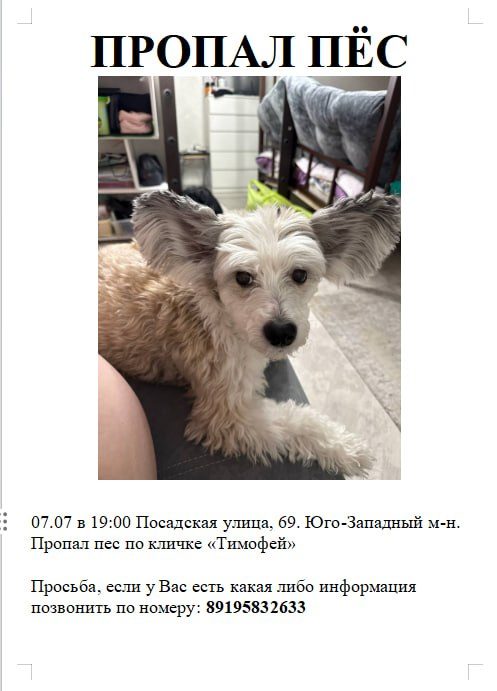 Пропала собака в Екатеринбурге — фото объявления