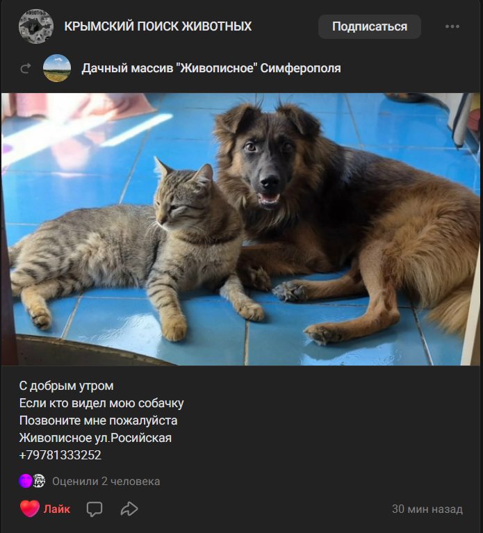 Пропала собака в Симферополе — Помогите пожалуйста найти собаку.