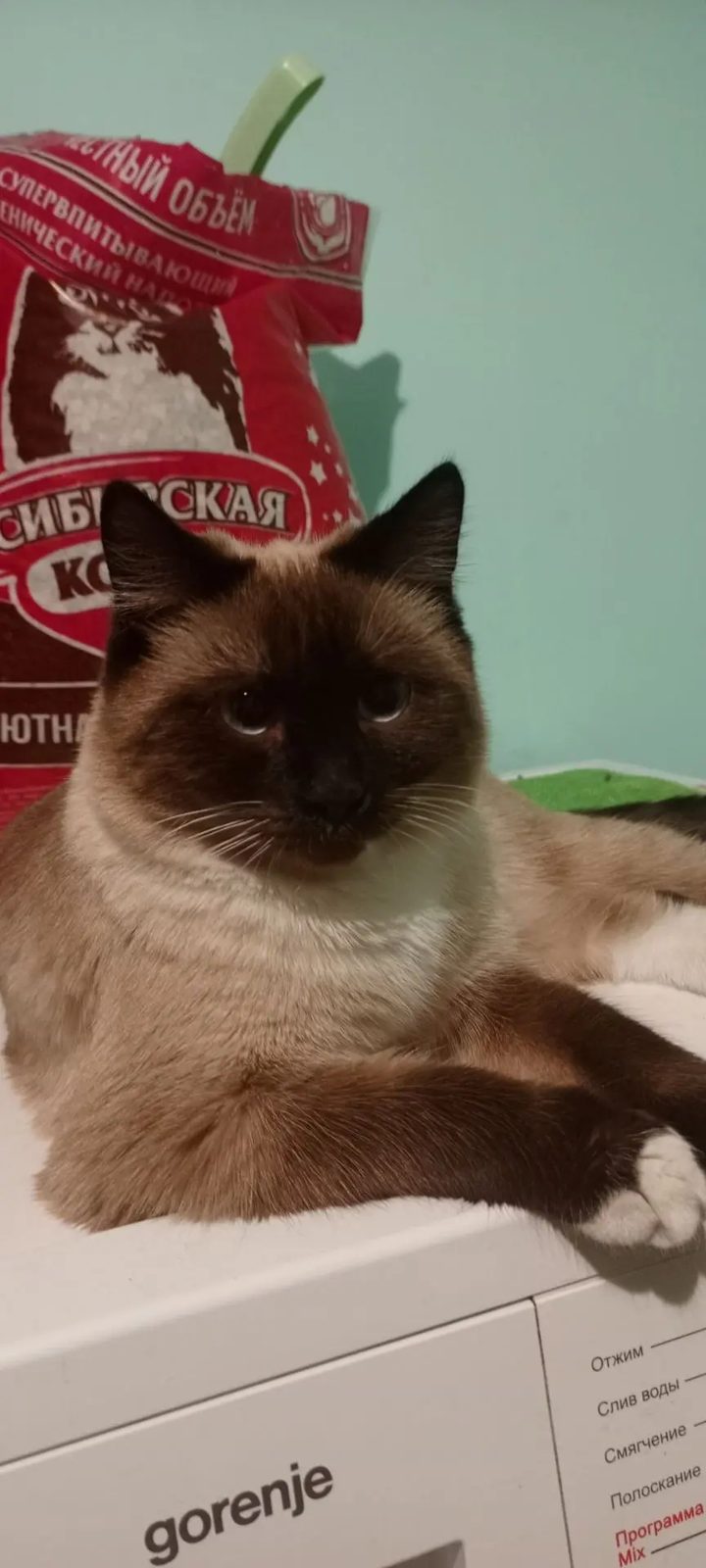 Пропала кошка в Иркутске — фото объявления