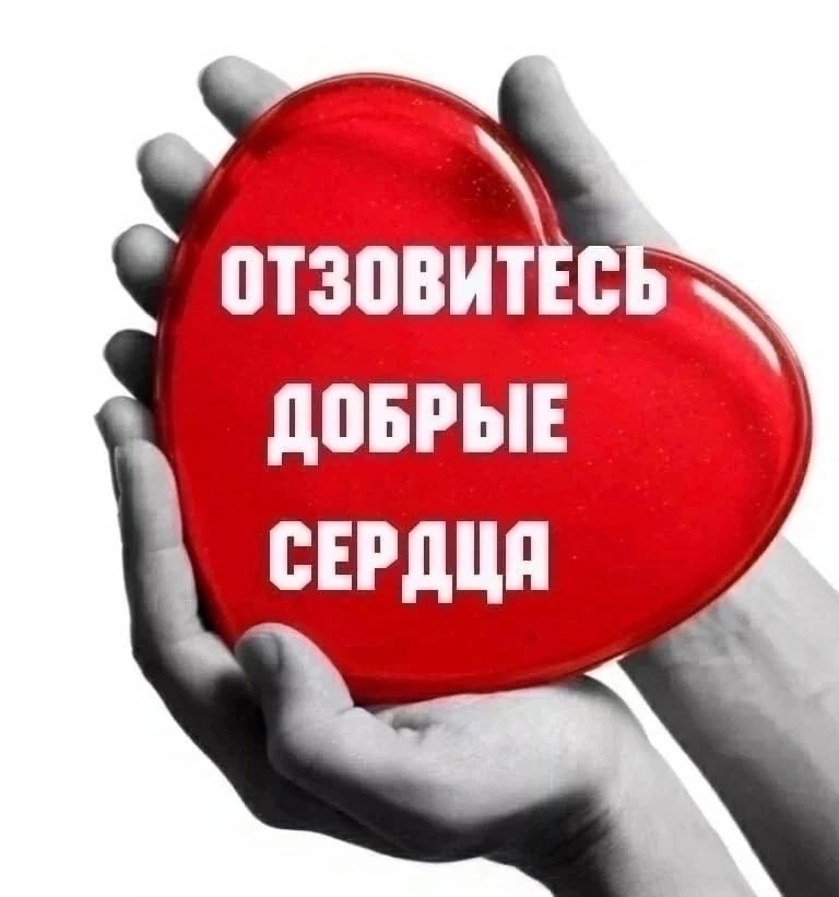 Объявление о питомце в Вологде — фото объявления