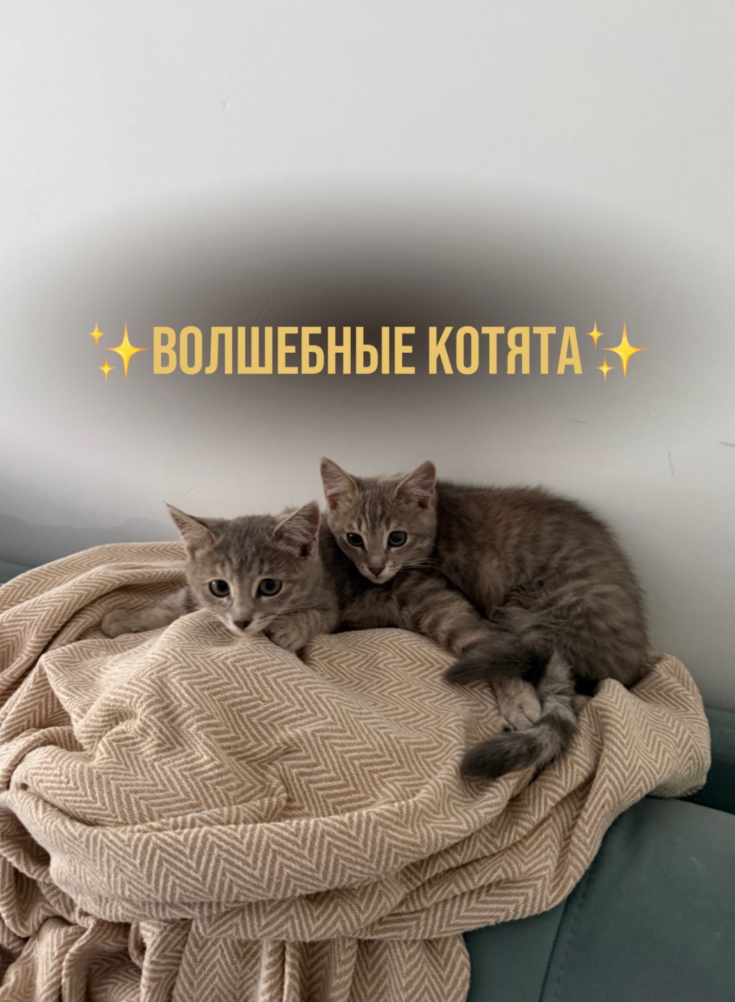 Объявление о питомце в Энгельсе — фото объявления