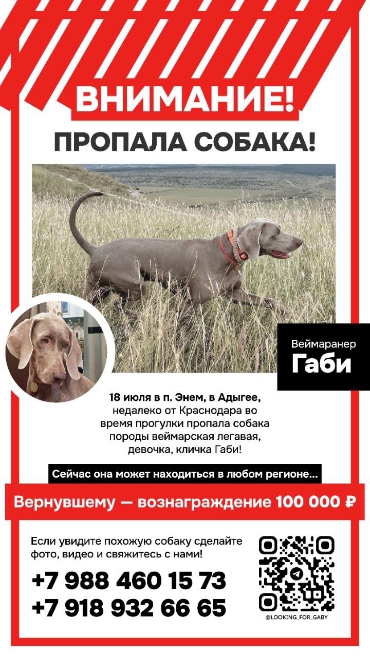 Пропала собака в Видном — фото объявления
