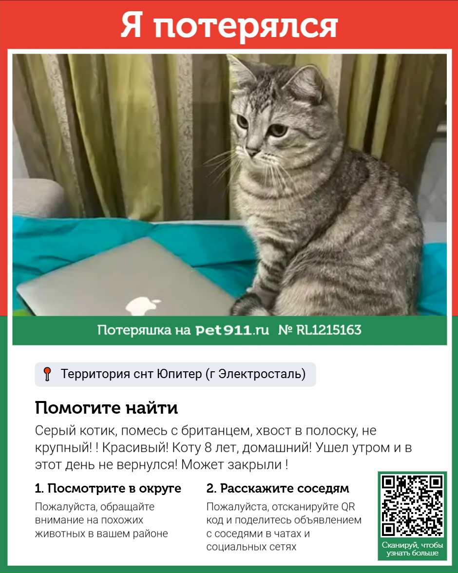 Найдена кошка в Майкопе — фото объявления