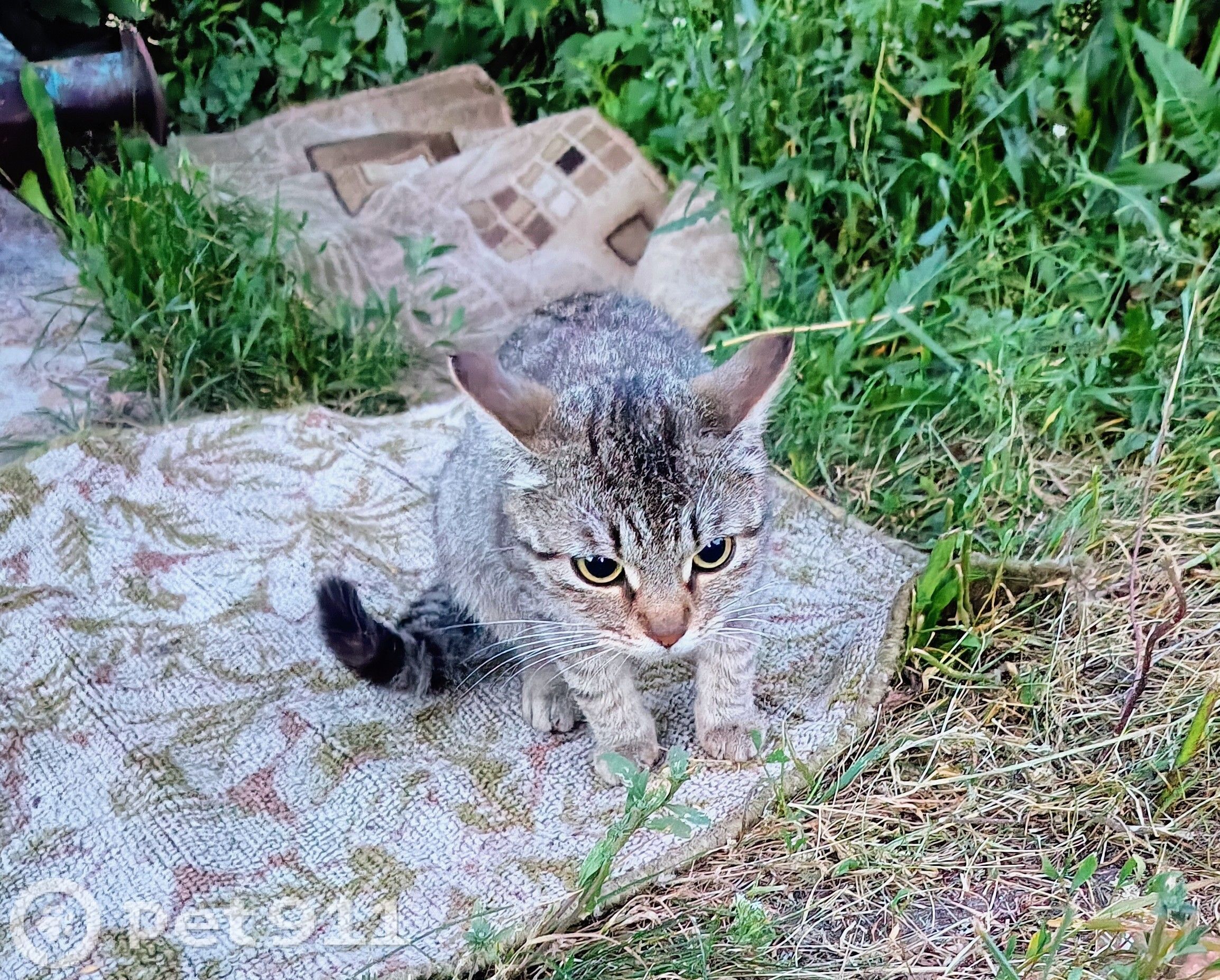 Найдена кошка в Пензе — фото объявления