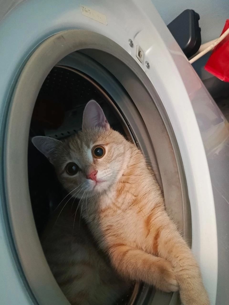 Найдена кошка в Перми — фото объявления