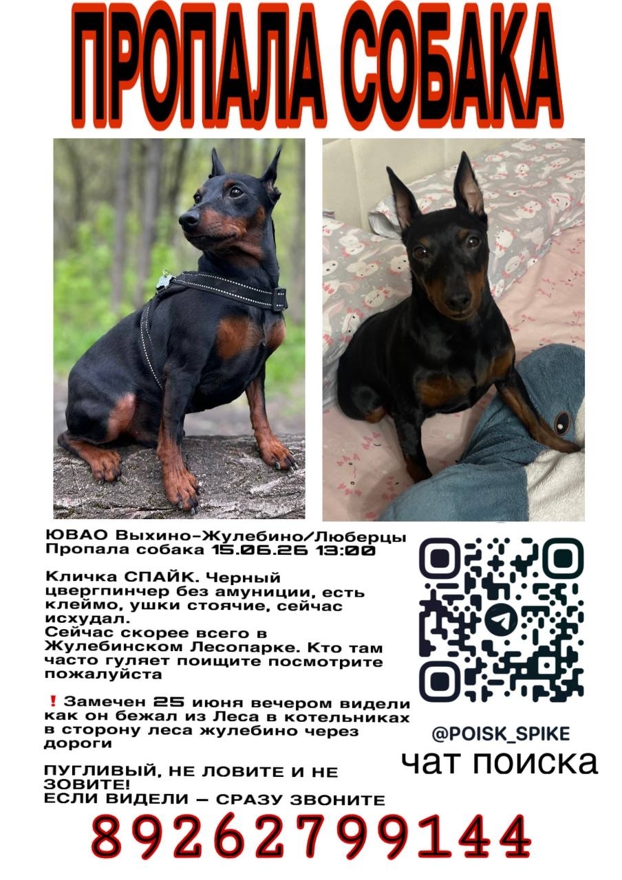 Найдена собака в Люберцах — фото объявления