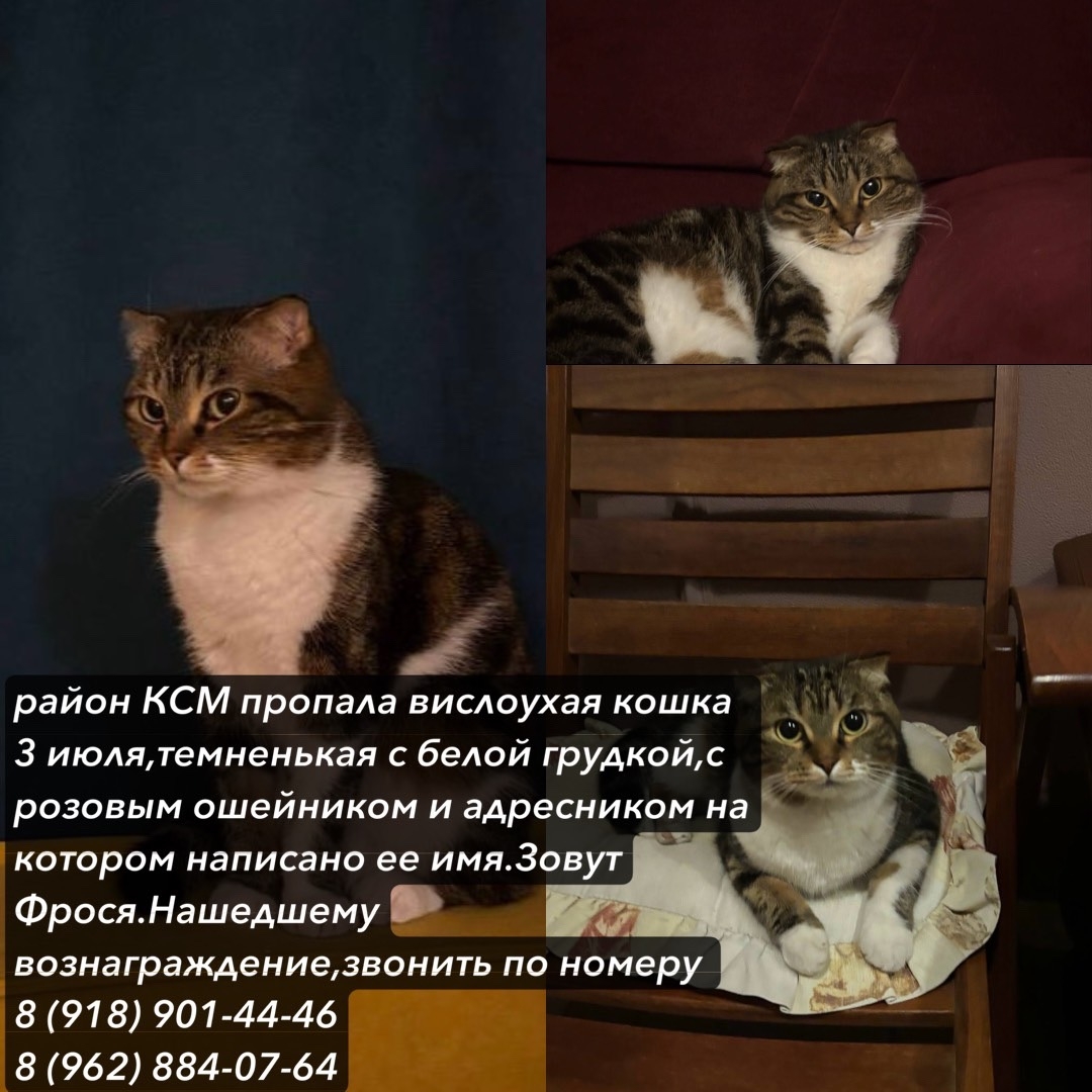 Найдена кошка в Сочи — фото объявления