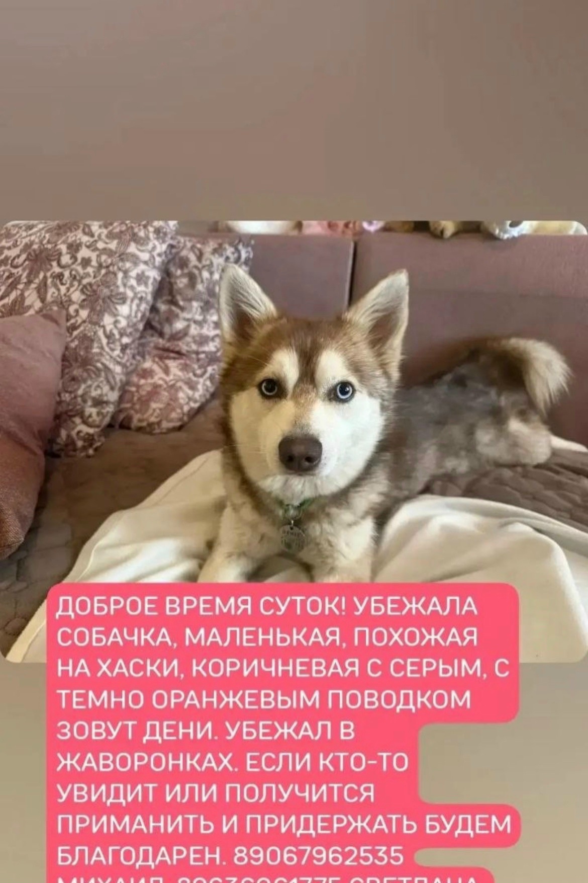 Найдена собака в Одинцове — фото объявления