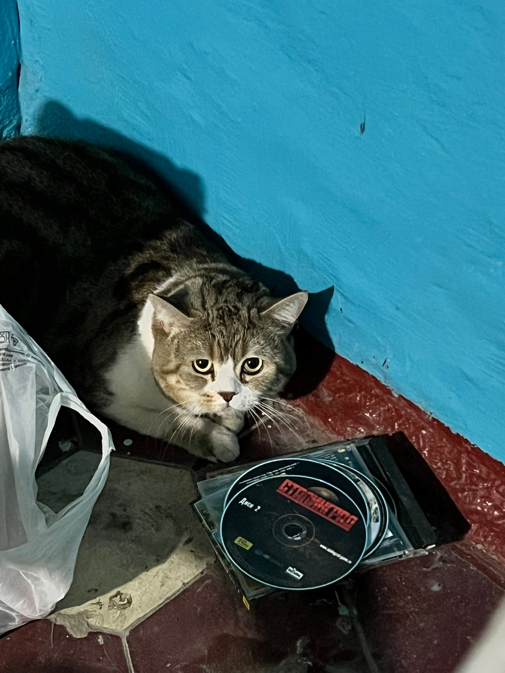 Найдена кошка в Энгельсе — фото объявления