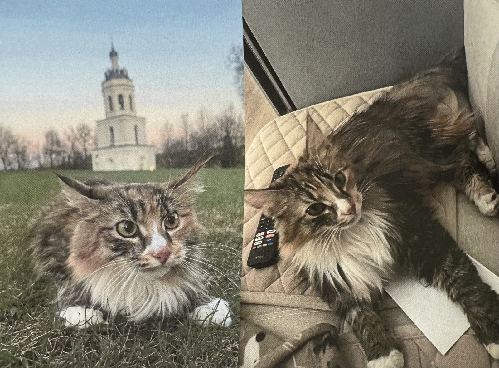 Пропала кошка в Алексине — фото объявления