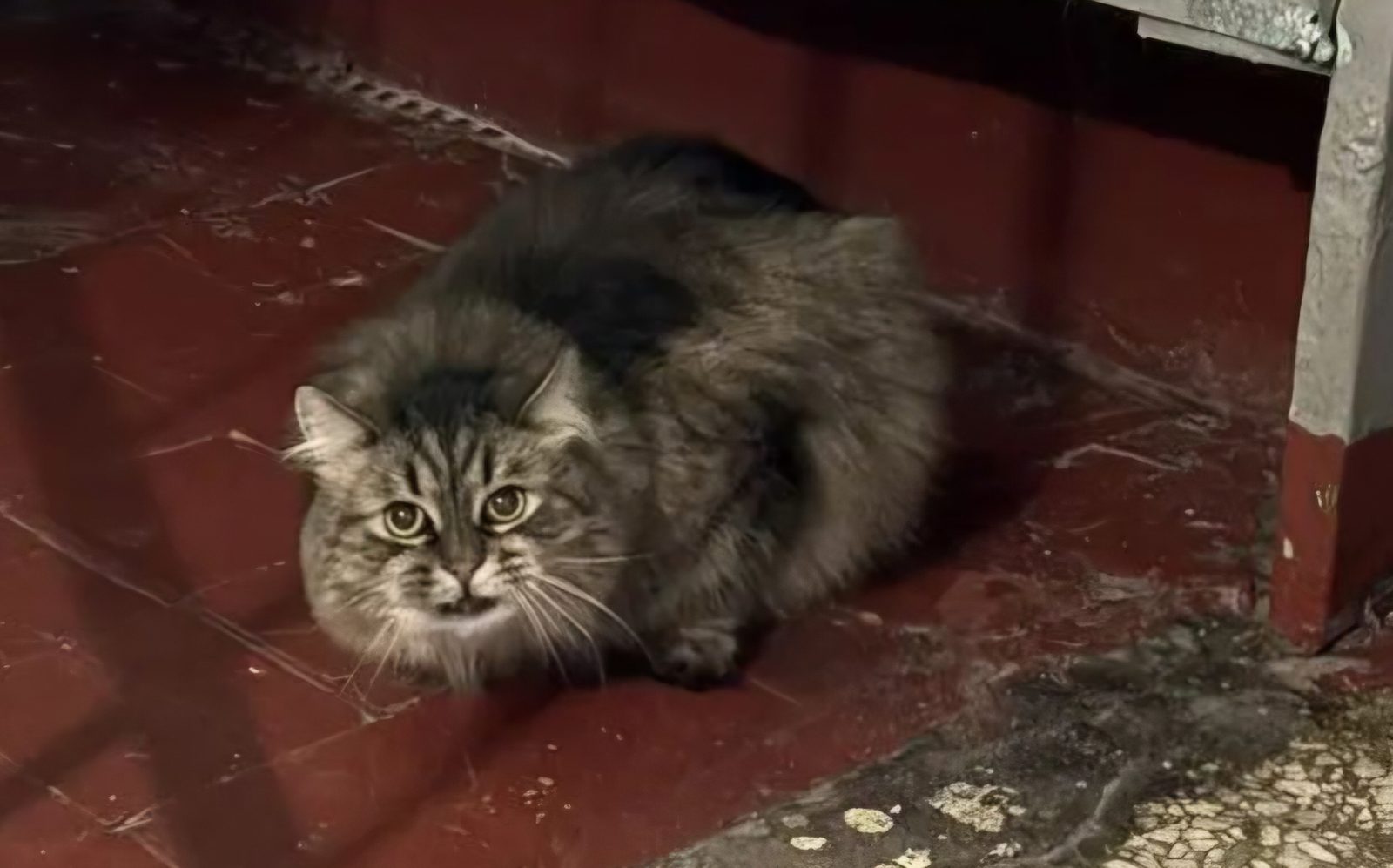 Найдена кошка в Москве — Замечена кошка