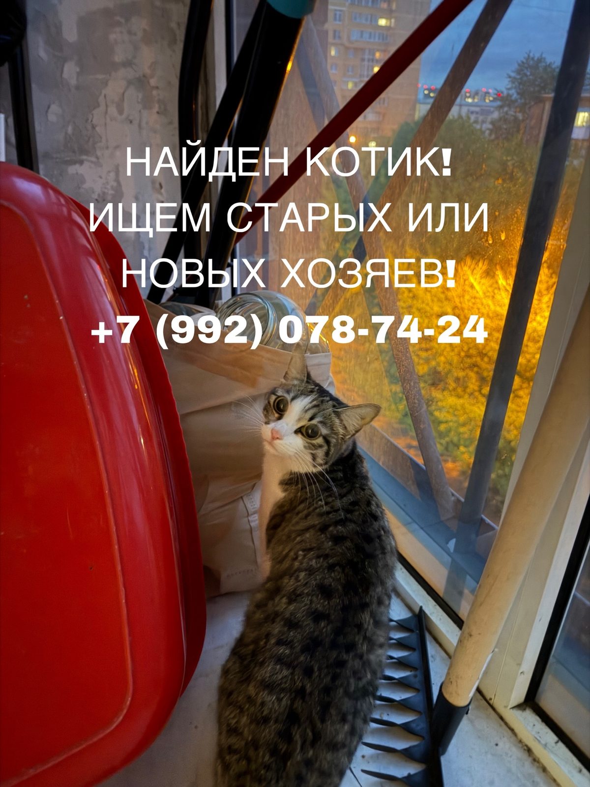 Найдена кошка в Иркутске — Ищем хозяина