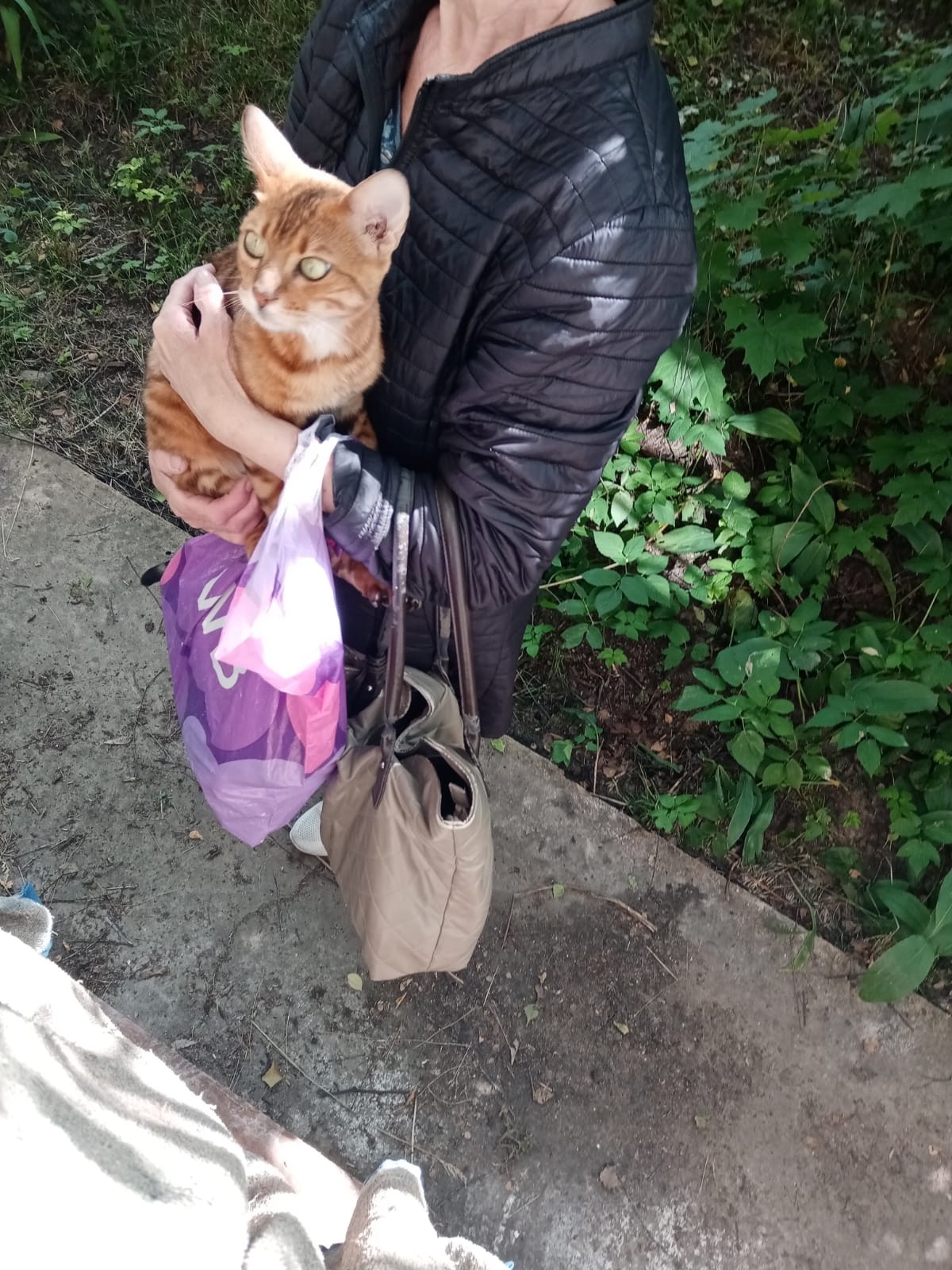 Найдена кошка в Раменском — фото объявления