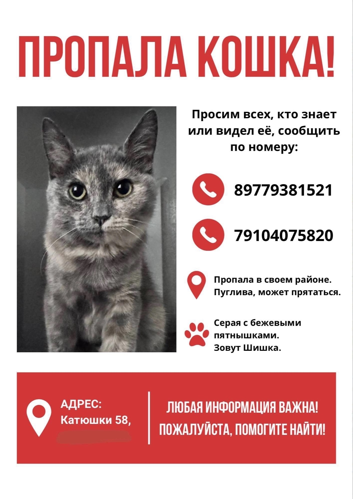 Найдена кошка в Лобне — фото объявления
