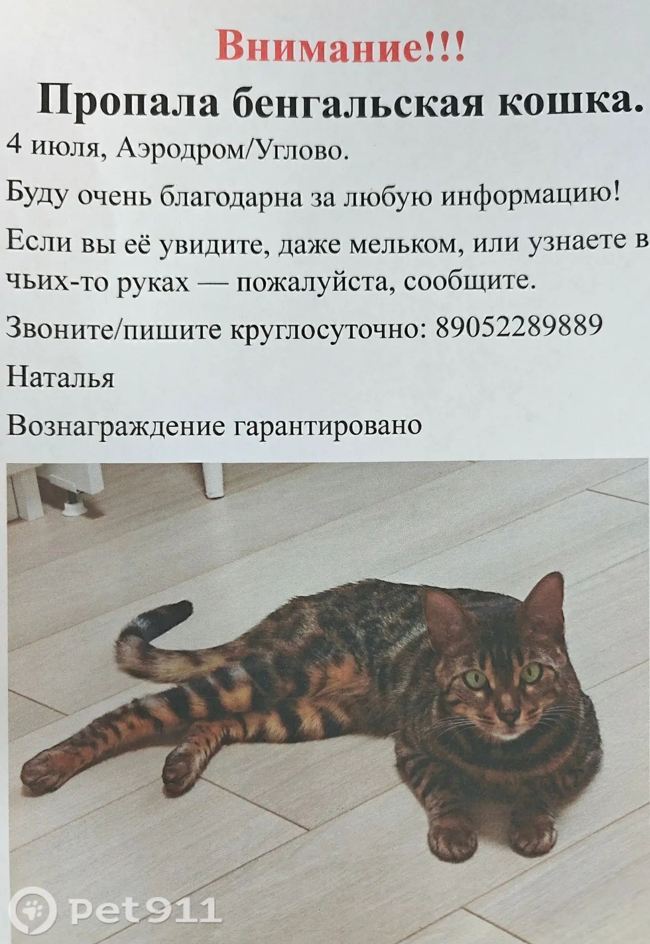 Найдена кошка в Кудрове — фото объявления