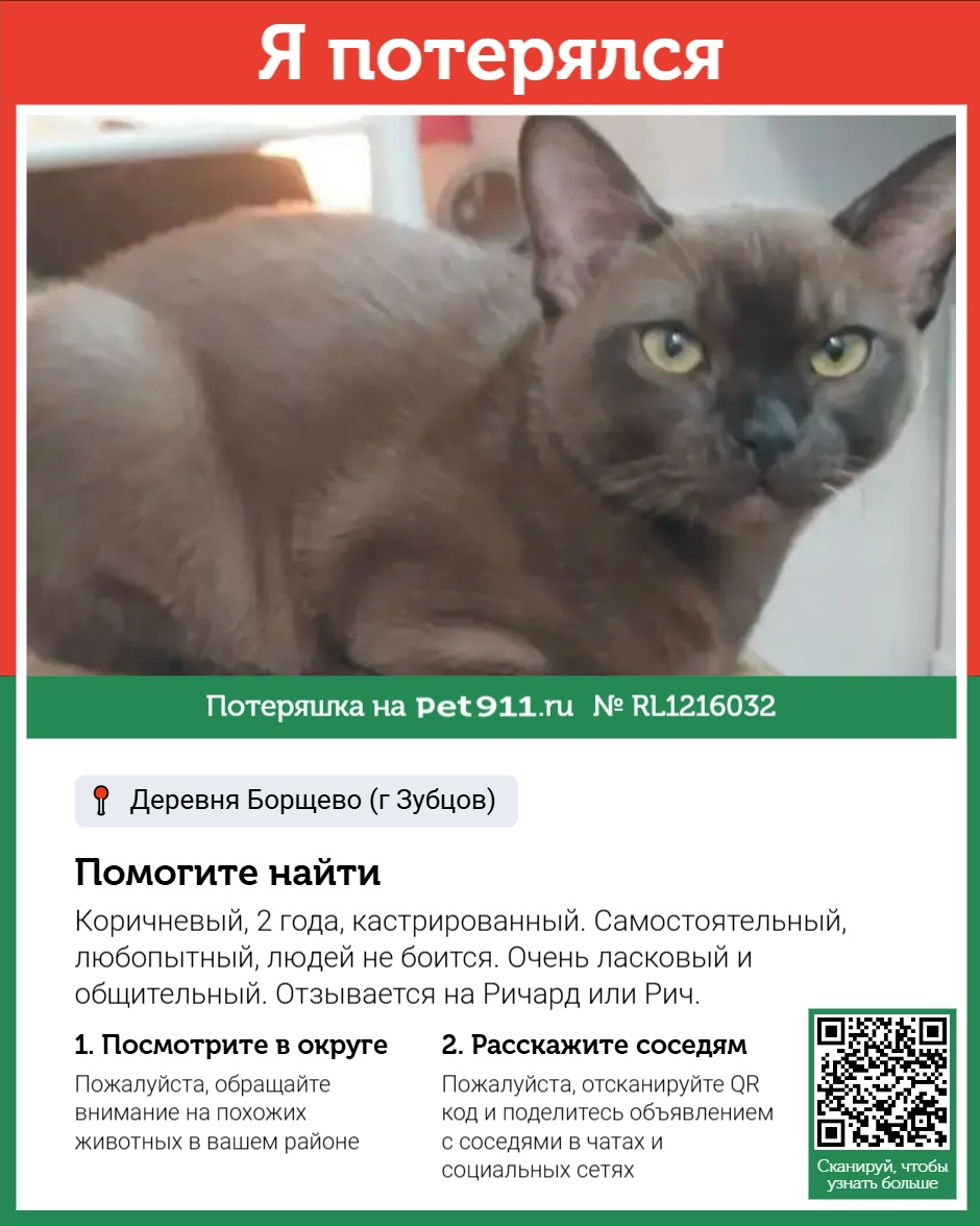 Найдена кошка в Твери — фото объявления