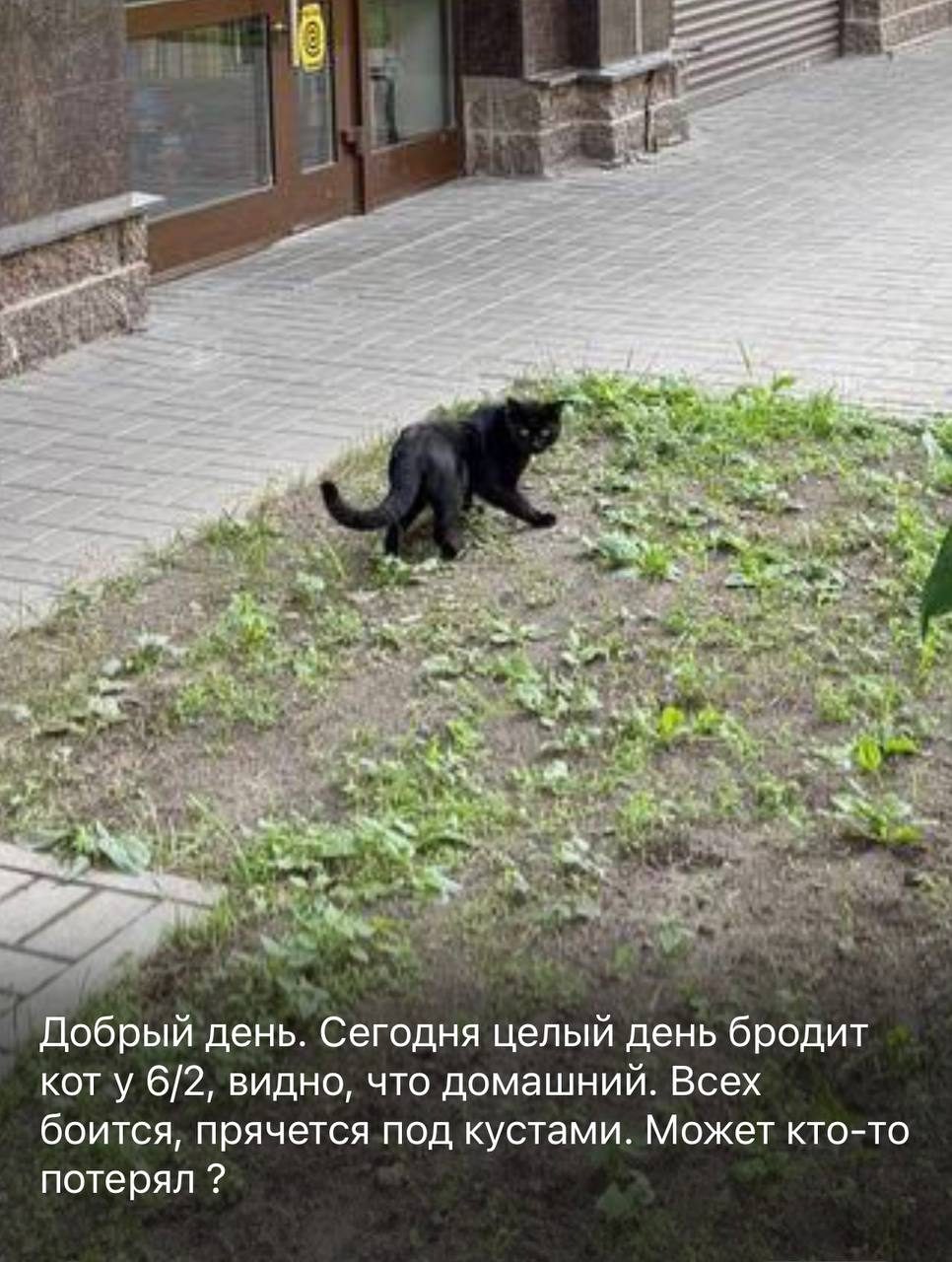 Найдена кошка в Санкт-Петербурге — фото объявления