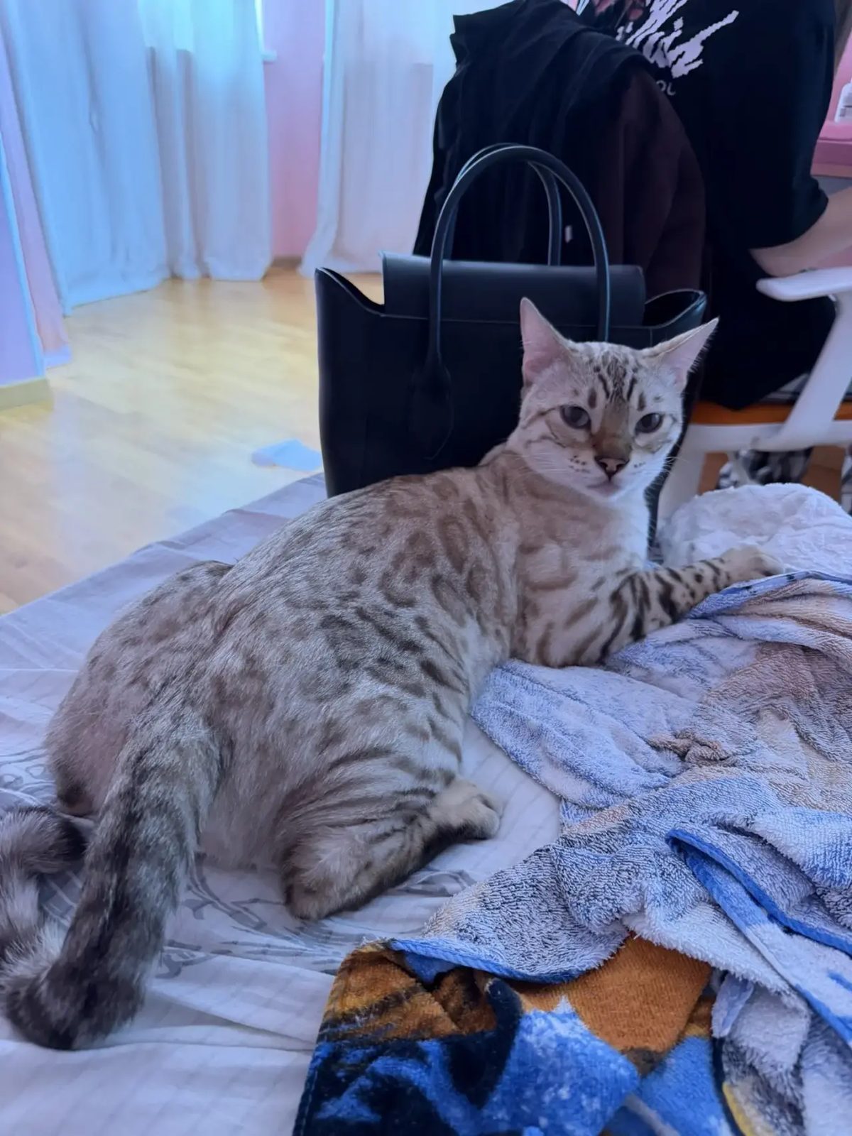 Пропала кошка в Одинцове — Кот потерялся