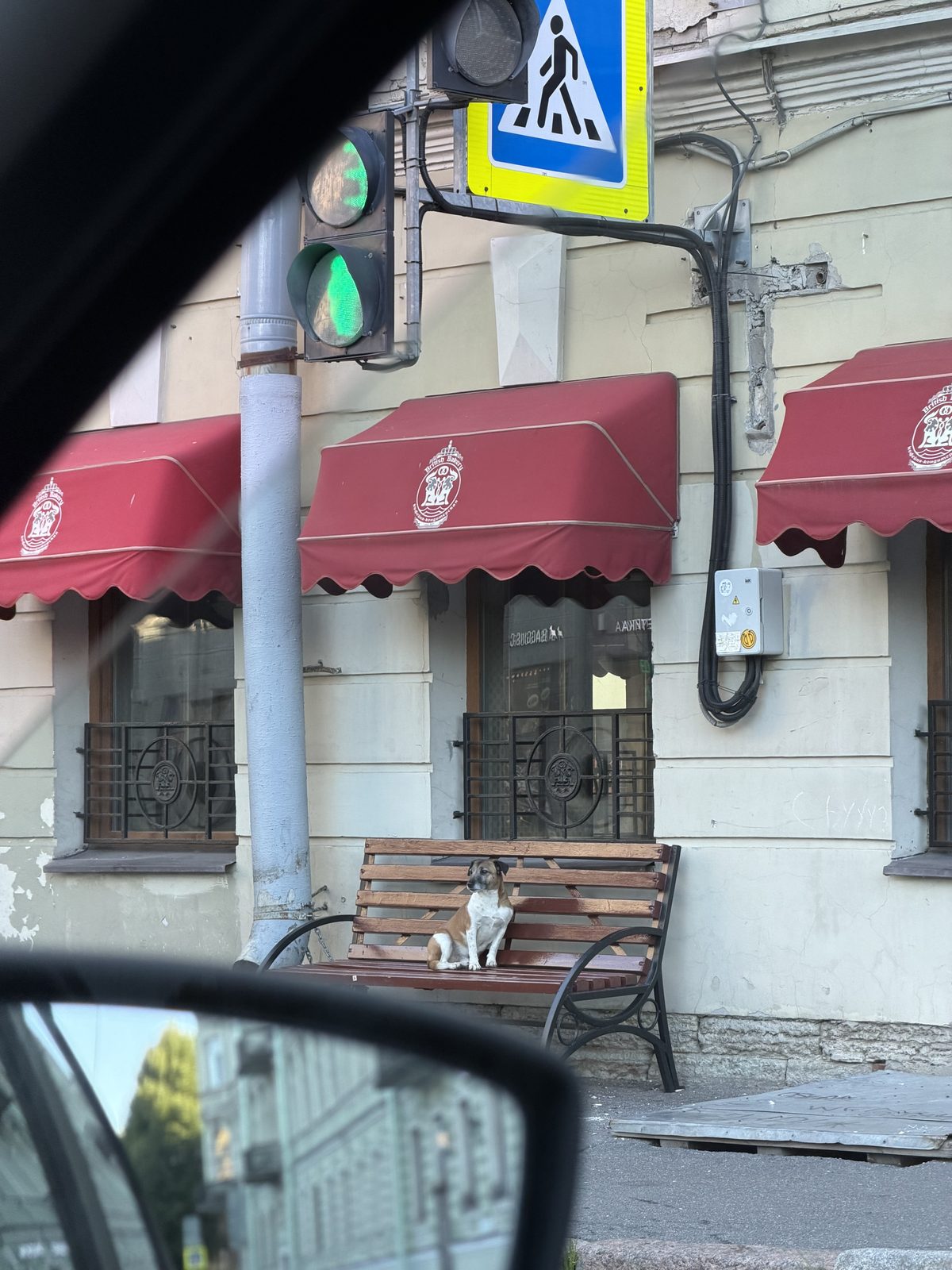 Найдена собака в Санкт-Петербурге — Обнаружила собаку
