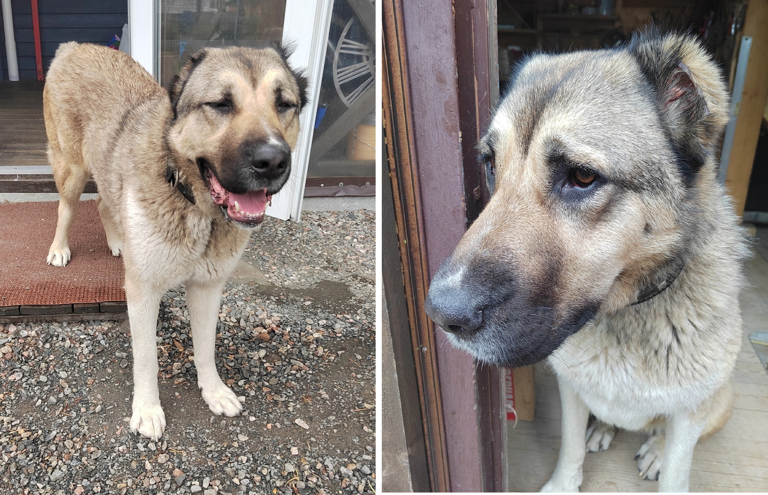 Найдена собака в Мурманске — фото объявления