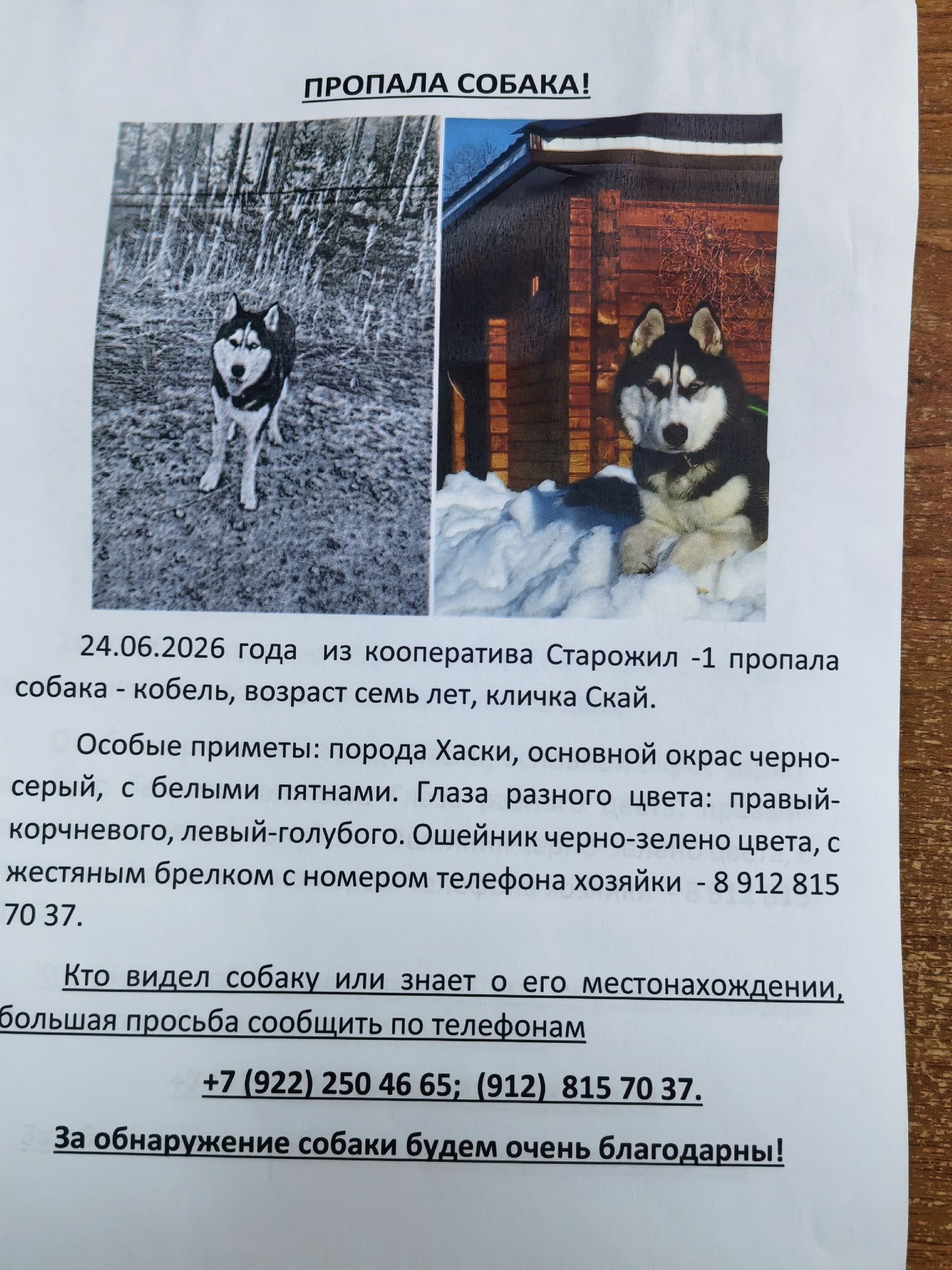 Найдена собака в Сургуте — фото объявления