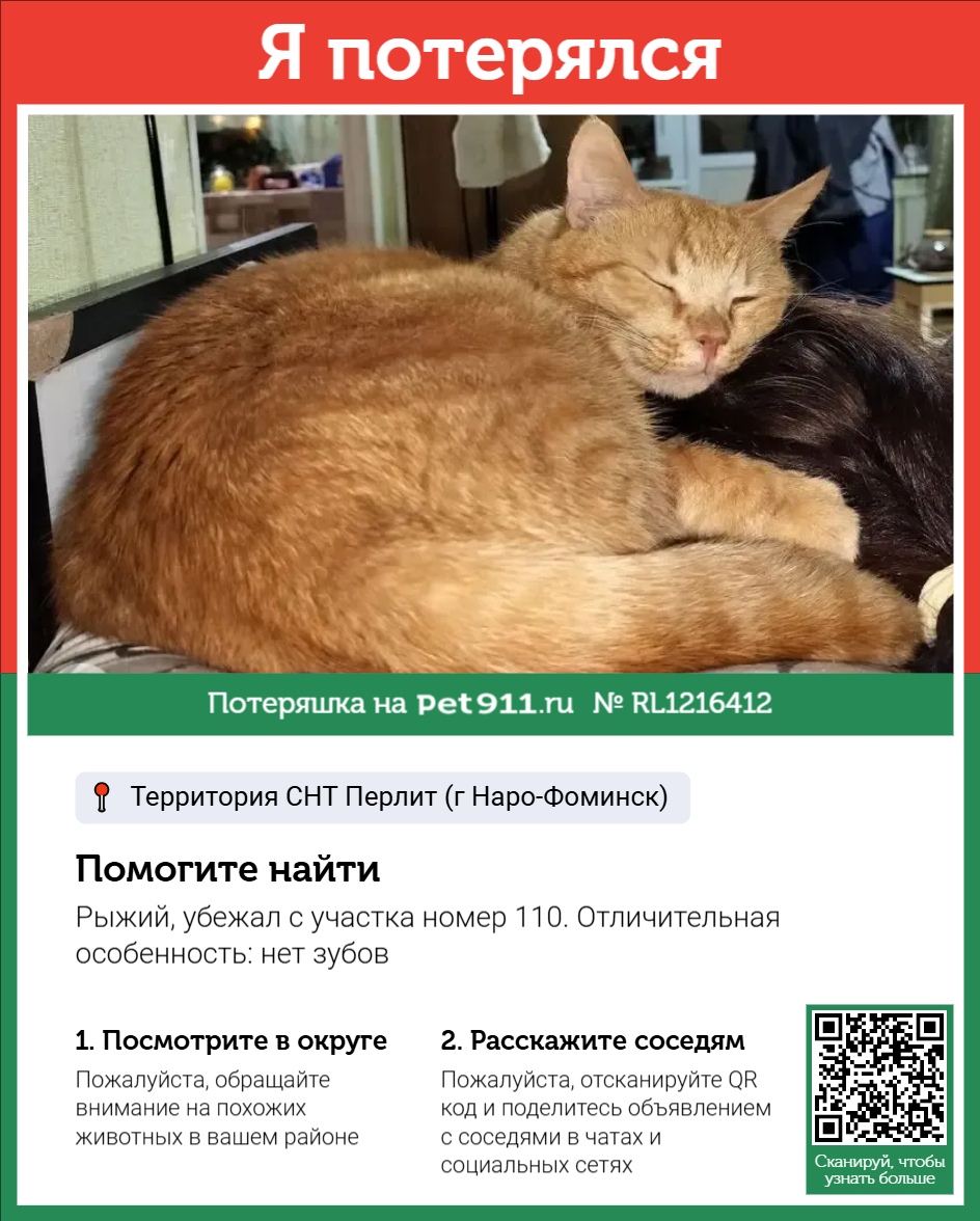 Найдена кошка в Петропавловске-Камчатском — фото объявления