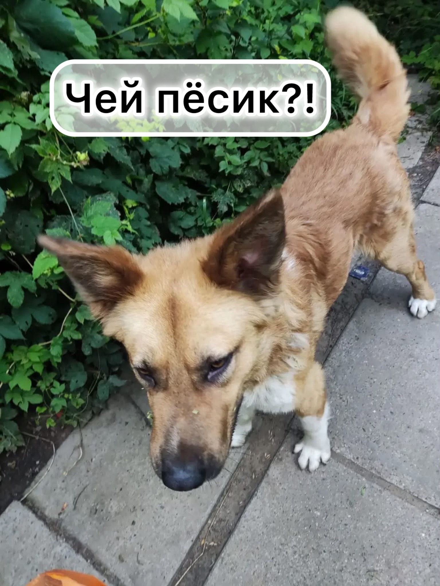 Найдена собака в Ставрополе — фото объявления