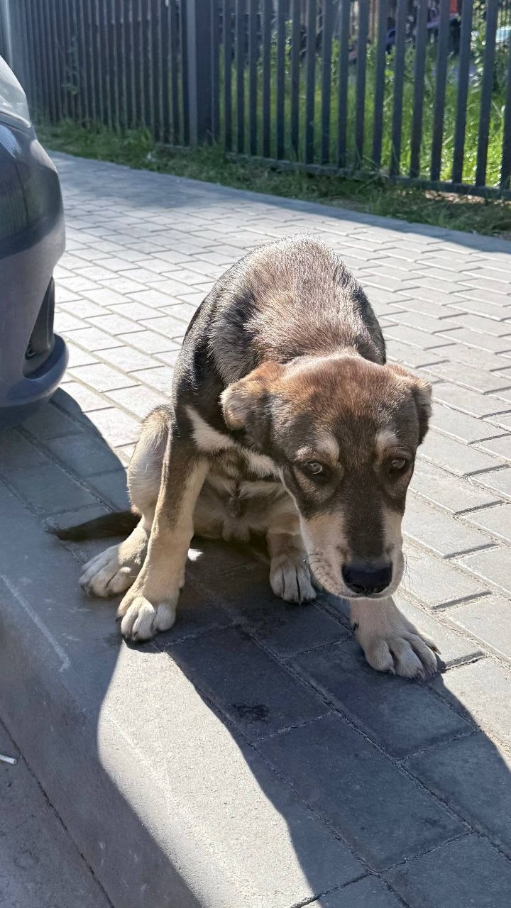 Найдена собака в Королёве — фото объявления