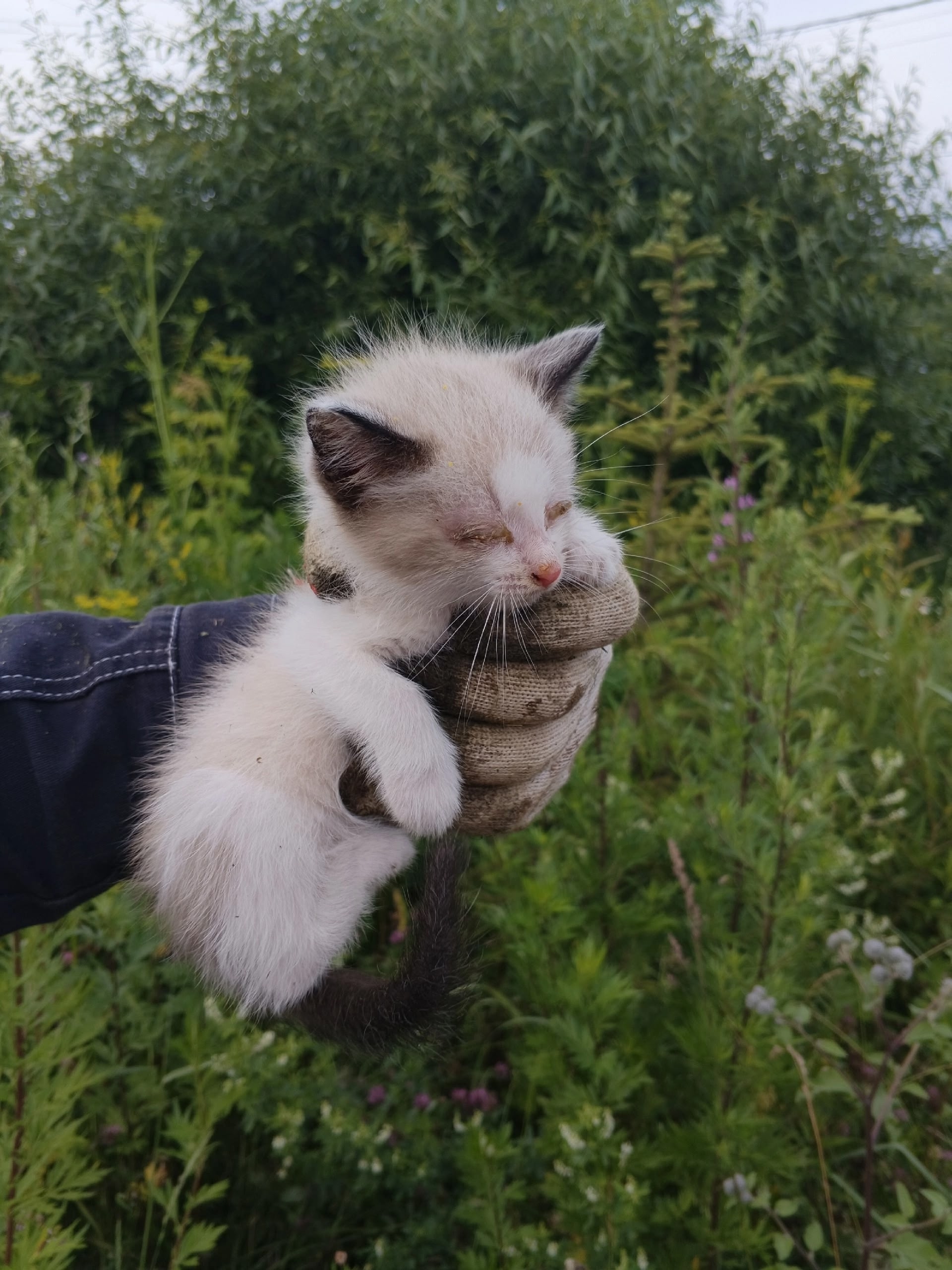 Найдена кошка в Ржеве — фото объявления