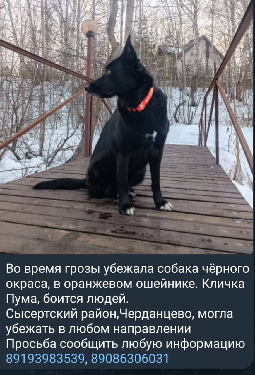 Пропала собака в Екатеринбурге — Помогите Пуме вернуться домой
