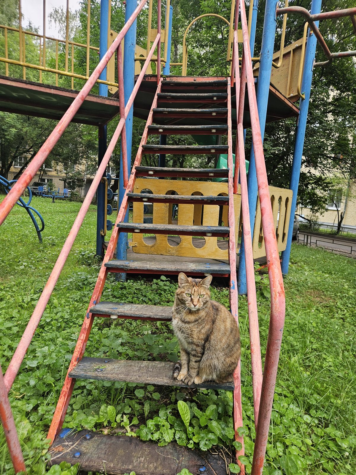 Найдена кошка в Красногорске — домашняя кошечка прибилась в нашем дворе