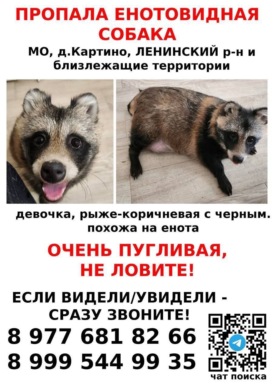 Пропала собака в Видном — фото объявления