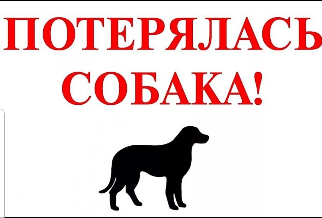 Найдена собака в Калуге — фото объявления